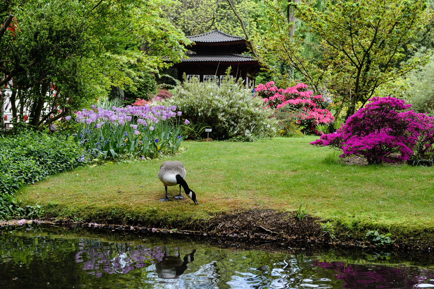 Fotos Japanischer Garten In Leverkusen