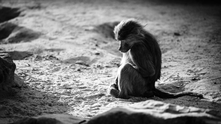 Die Affenbande unterwegs – ein paar Fotos von Affen, (Foto copyright - Frank Weber - Berlin - fotologbuch.de)