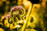 Fotokurs Prerow (Darssser Ort, Natureum) im September